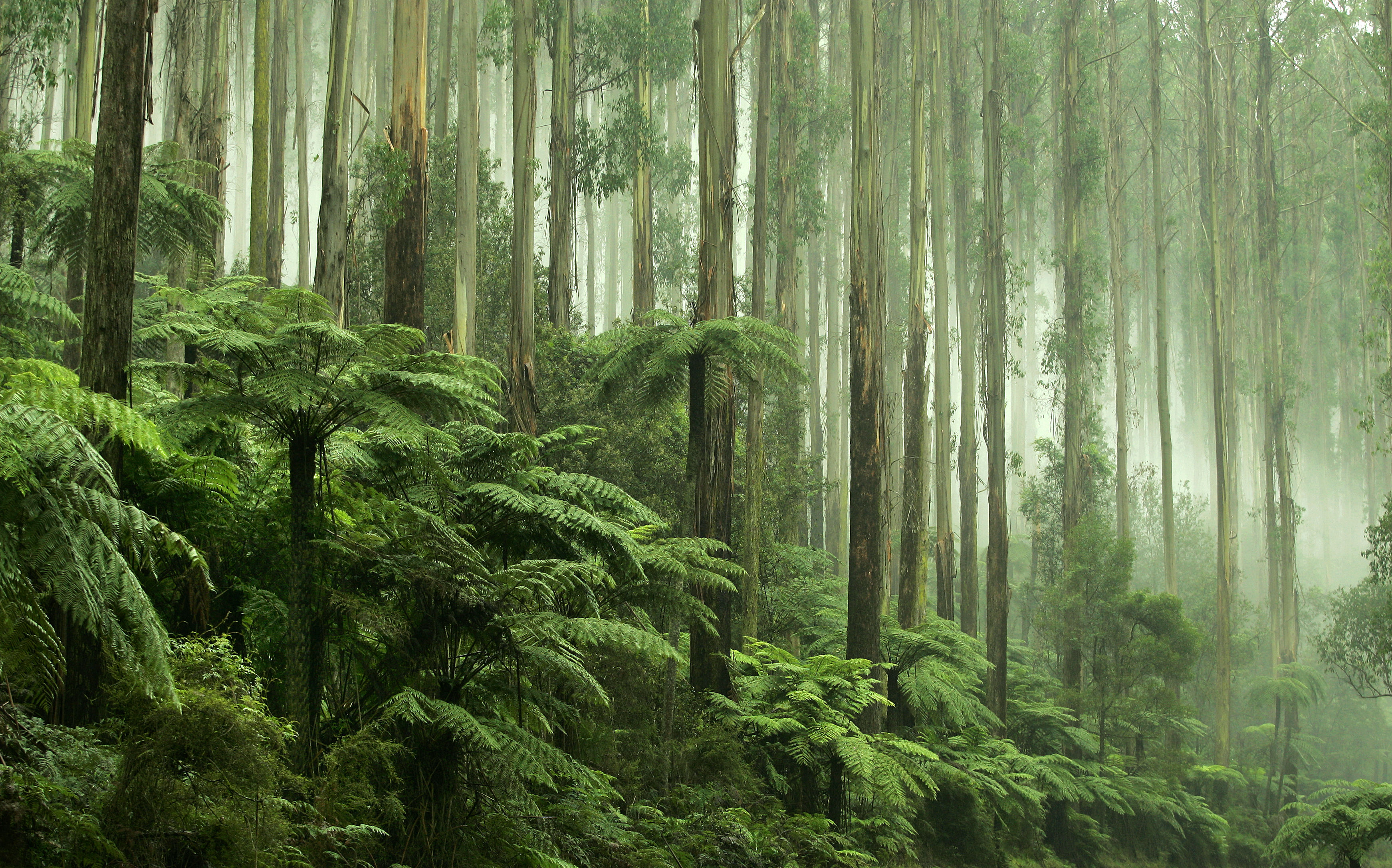 Offsets in the forests World Rainforest Movement